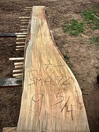 Ambrosia Maple